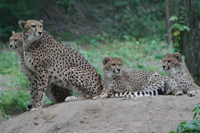 Cheeta of Jachtluipaard (Acinonyx Jubatus) - Wild Cats Magazine